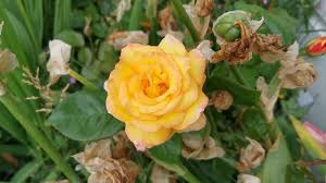 Sheila`s country rose florist darbojas floristi aktivitātēs. Floribunda Rose Sheila S Perfume One Of The Most Fragrant And Best Coloured Roses Of My Garden Youtube