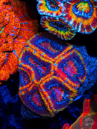 Image result for Acrotome hispida