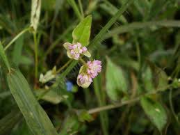 Image result for Persicaria nepalensis