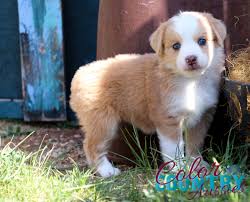 Zenderland australian shepherds just what the doctor ordered litter current litter born 30/03/2021. Limited Edition Yellow Female Color Country Aussies