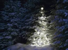 Christmas trees in brazil although christmas falls during the summer in brazil, sometimes pine trees are decorated with little pieces of cotton that represent falling snow. Illuminated Christmas Tree In Snow Photographic Print Larry Williams Art Com