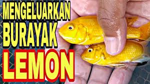 Mempunyait warna tubuh kuning cerah atau bisa berwarna orange kemerahan. Budidaya Ikan Lemon Cichlid Untuk Pemula Youtube