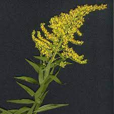 Solidago Virgaurea Homeopathyandmore Com Flower Names Plant Fungus Medicinal Plants