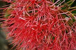 Image result for Scadoxus cinnabarinus