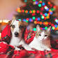 PetSmart Outreach
