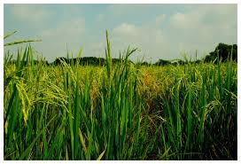 Pemandangan sawah padi waktu senja. Gambar Original Sawah Padi By Hidayahcaldina On Deviantart