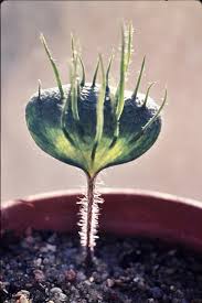 Image result for Eriospermaceae