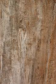 How To Re Glue Loose Parquet Wood Pieces Unfinished Wood Floors Cleaning Wood Floors Wood Floors Wide Plank
