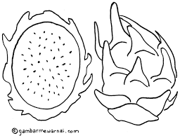 Contoh Gambar Buah Naga Untuk Diwarnai Buku Mewarnai Buah Buah Naga
