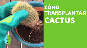 Se le dice palo a un golpe fuerte en el que el objeto protagonista quedó destrozado. Como Trasplantar Un Cactus Y Cuando Hacerlo Youtube