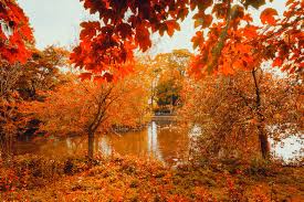 Autumn (countable and uncountable, plural autumns). Experts Predict Spectacular Autumn Colours In Uk Following Sunny September The Independent