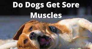 Do Dogs Get Sore Muscles How To Best Prevent It Thefavpet