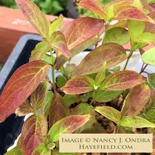 Image result for Humularia meyeri-johannis