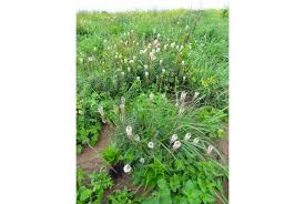 Image result for Diclis ovata