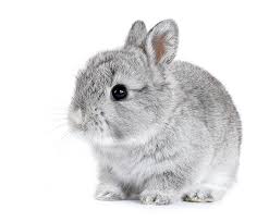 We did not find results for: Bunny Bellies Managing Gut Stasis Elwood Vet
