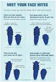 Image result for Demodex brevis