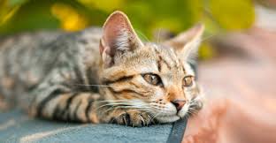 Coming in top for female cats is poppy, followed by molly and luna. The Most Popular Cat Names Of 2019 Catlov