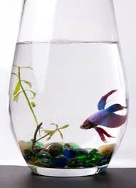 Betta In A Large Vase Betta Fish Betta Fish Bowl Betta Fish Care