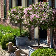 The bloomerang® lilac is a taller plant with more blooms than traditional lilacs. Bloomerang Lilac Trees For Sale Fastgrowingtrees Com