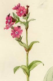 Image result for Silene abyssinica