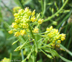 Image result for Rorippa