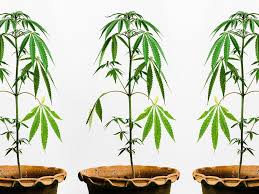 Looking for home depot hours of operation or home depot locations? Diy Psychedelics Why Grow And Prepare Your Own Plant Medicine By Jerry Toth Medium