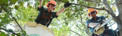 To become a certified arborist, you must successfully complete a certification exam, which requires you to have completed at least 3 years of experience. Cool Jobs Ever Think About Becoming An Arborist American Tree Experts
