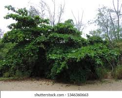 Image result for Ficus lutea