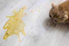 Put your cat on a piece of white cardboard of paper, and rub his dry fur. Can Fleas Make Cats Vomit Must Know Cat Essential Knowledge