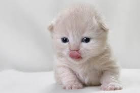 En Sirin Kediler Cute Animals Cuddly Animals Cute Animal Pictures