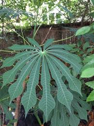 Image result for Manihot grahamii