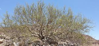 Image result for Commiphora tenuipetiolata