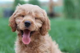 Many dog owners opt for common male dog names like buddy, chance, max, zoey, or charlie. 100 Unique Boy Dog Names Meanings That You Don T Hear Too Often