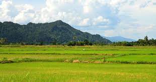 Gambar sawah padi di kampung. Pemandangan Sawah Padi Di Kedah Pemandangan Sawah Padi Di Kedah Sawahhttp Pemandanganoce Blogspot Com 2017 08 Pemandangan Pemandangan Pantai Alam Yang Indah