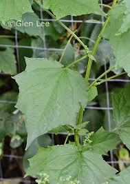 Image result for Chenopodium simplex