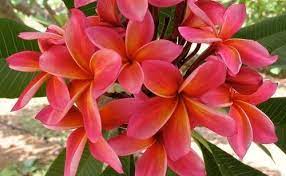 The Plumeria Passion Orange Plumeria Frangipani Hawaiian Lei Flower