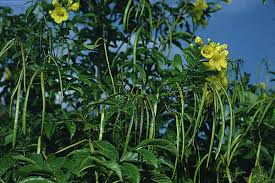 We did not find results for: Texas Superstar