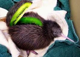 Kiwi Bird Fruit Aesthetic Meme Funny Photoshop Kiwi Bird Funny Pictures