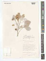 Image result for Arctotheca populifolia