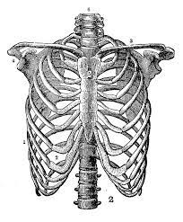 The rib cage is the arrangement of ribs attached to the vertebral column and sternum in the thorax of most vertebrates, that encloses and protects the vital organs such as the heart, lungs and great vessels. Antique Engraving Illustration Rib Cage By Ilbusca Rib Cage Drawing Engraving Illustration Rib Cage Anatomy