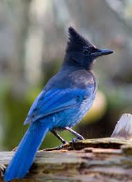 Pin On Stellar Jay Pics