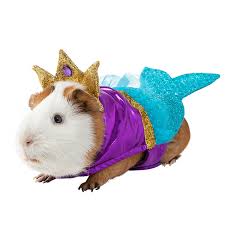It's important to ensure you have sufficient time to dedicate to caring for and bonding. How Much Do Guinea Pigs Cost At Petco