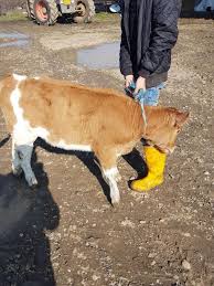 We did not find results for: Vand 2 Vaci Tinere Cu Vitei Langa Ele Cu Transport