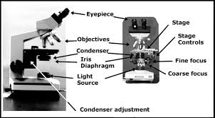 Iris diaphragm adjusts the amount of light that reaches the specimen. Lab 1 Principles And Use Of Microscope Ibg 102 Lab Reports
