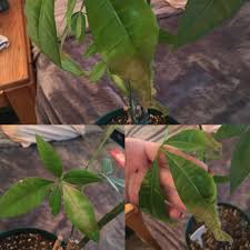 Avoid thick soil that stays wet for a long time and doesn't drain well. My Money Tree Is Suddenly Struggling He S Losing New Growth And His Established Leaves Are Curling And Yellow On The Tips Help Plantclinic