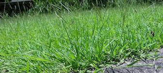 Image result for Digitaria swazilandensis