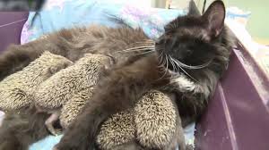 Kirpi Yavrularinin Sut Annesi Bir Kedi Mother Cat Adopts Orphaned Hedge Kedi Hayvanlar Kirpiler