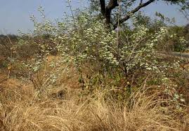 Image result for Combretum mossambicense