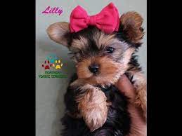 Tail docked and dew claw re. Moringa Yorkies Video 39 S Yorkie Puppies For Sale Moringa Yorkie Teacups Yorkshire Terriers Grooming Pro Yorkie Puppy For Sale Yorkie Terrier Yorkie Puppy