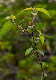 Image result for Acalypha chirindica